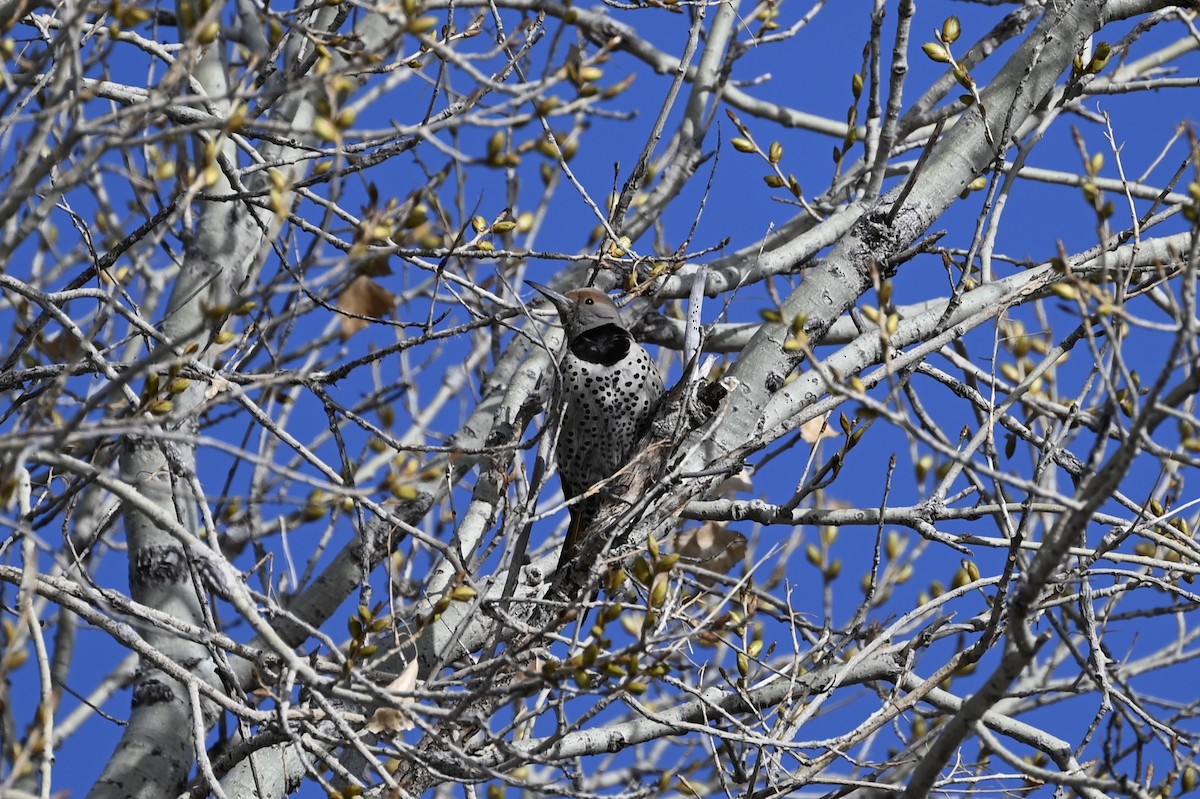 Gilded Flicker - Melissa Marshall