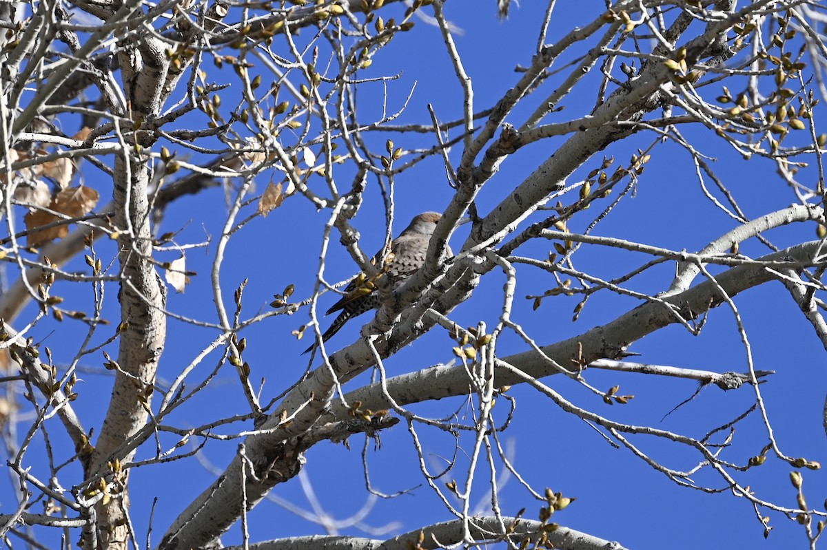 Gilded Flicker - Melissa Marshall