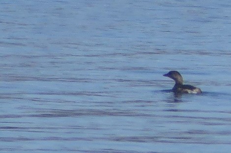 Pied-billed Grebe - ML615230887