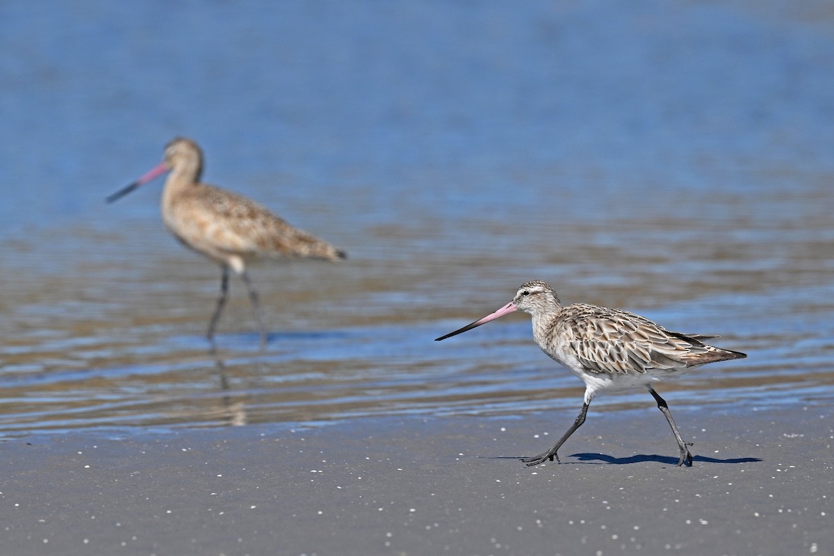 Bar-tailed Godwit - ML615230914