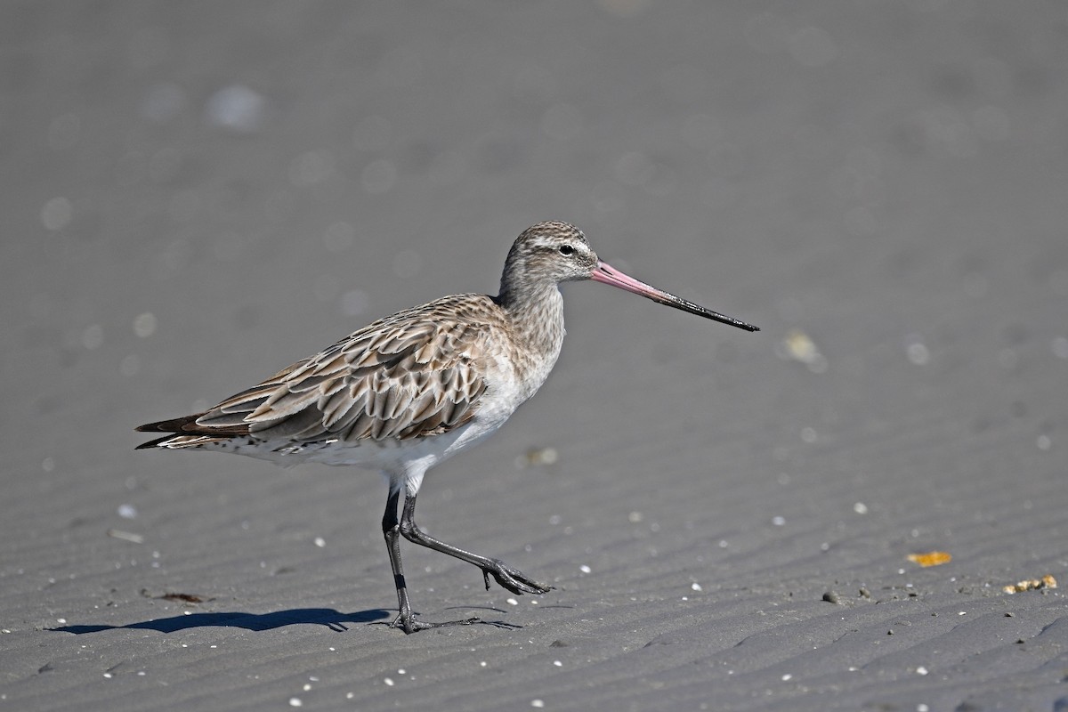 Bar-tailed Godwit - ML615230925