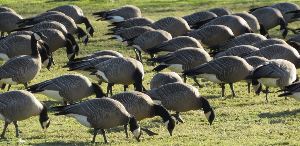 Cackling Goose - Harry Fuller