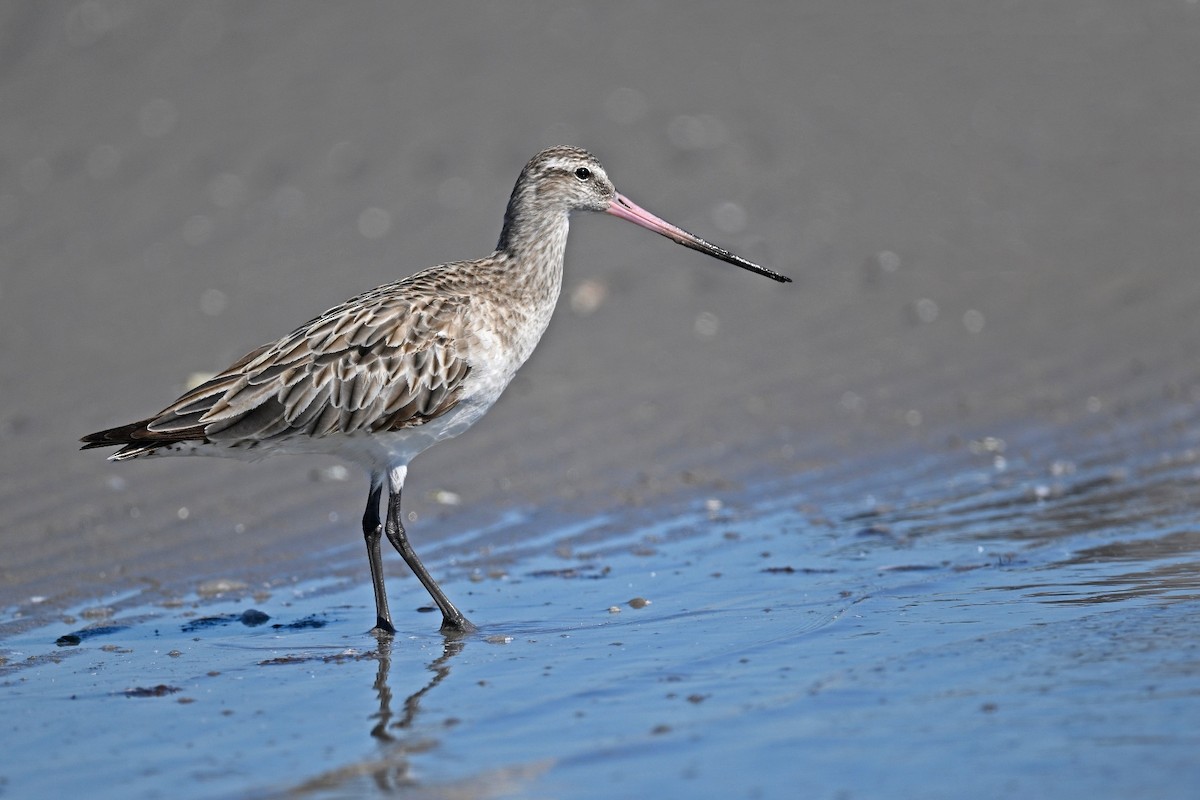 Bar-tailed Godwit - ML615230937