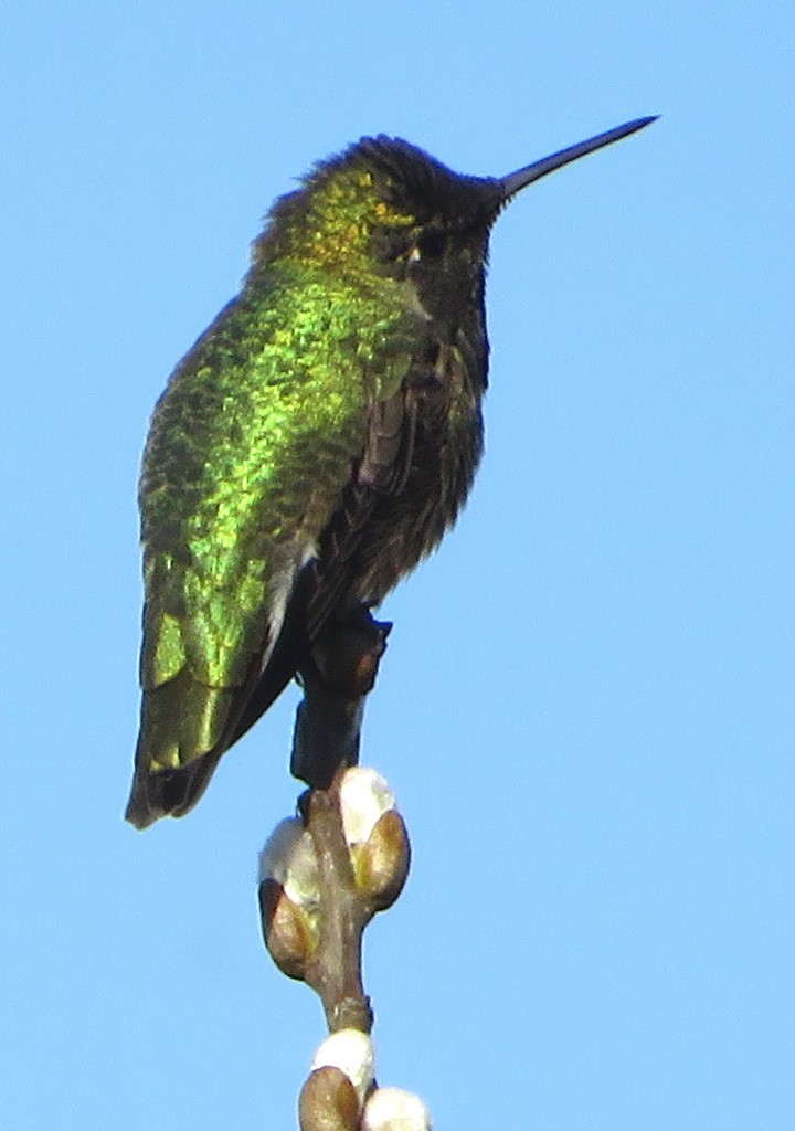 Colibrí de Anna - ML615230943