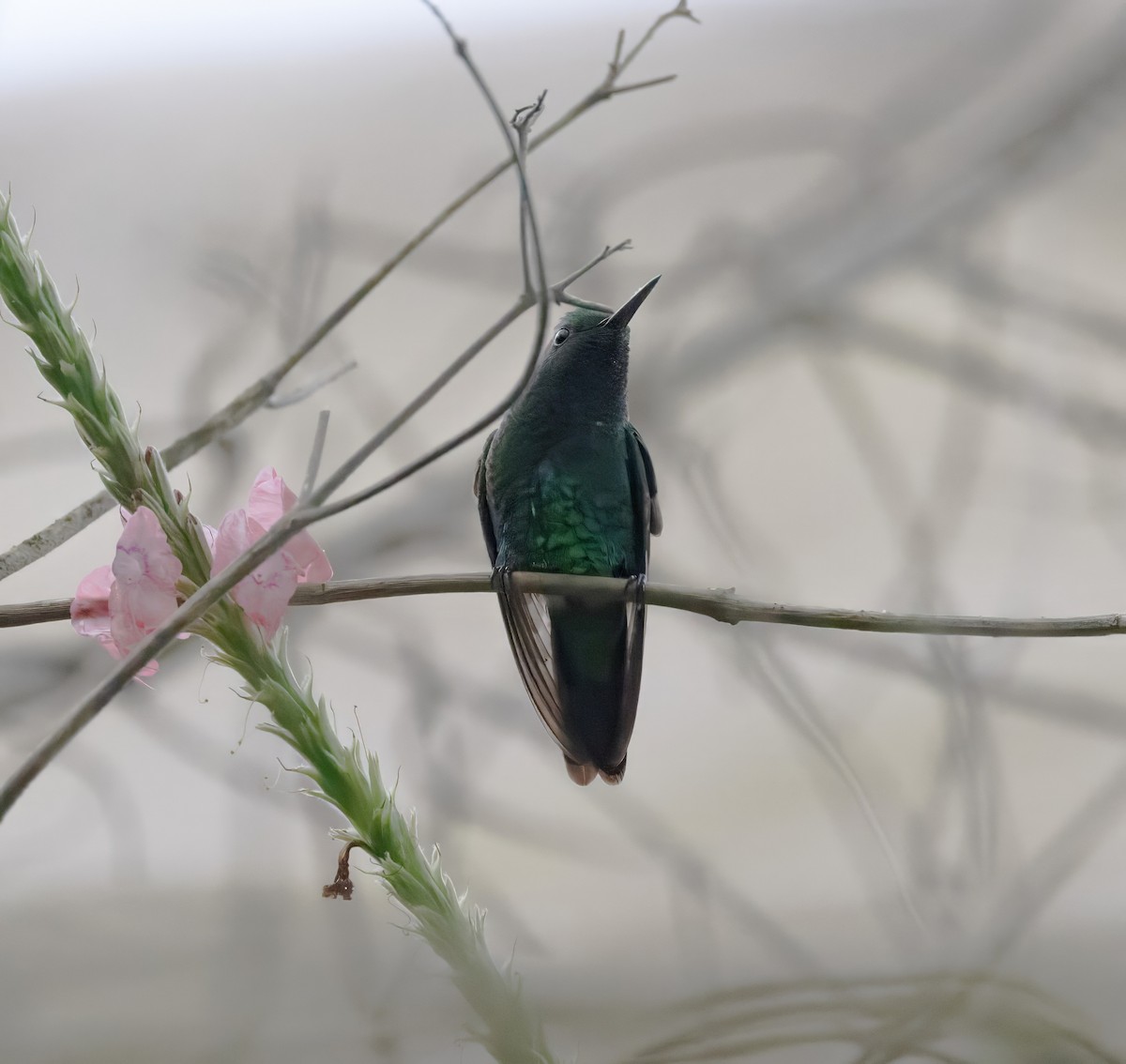 kolibřík zahradní - ML615230944