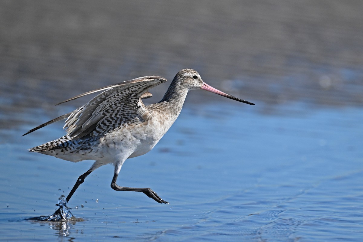 Bar-tailed Godwit - Gary K Froehlich