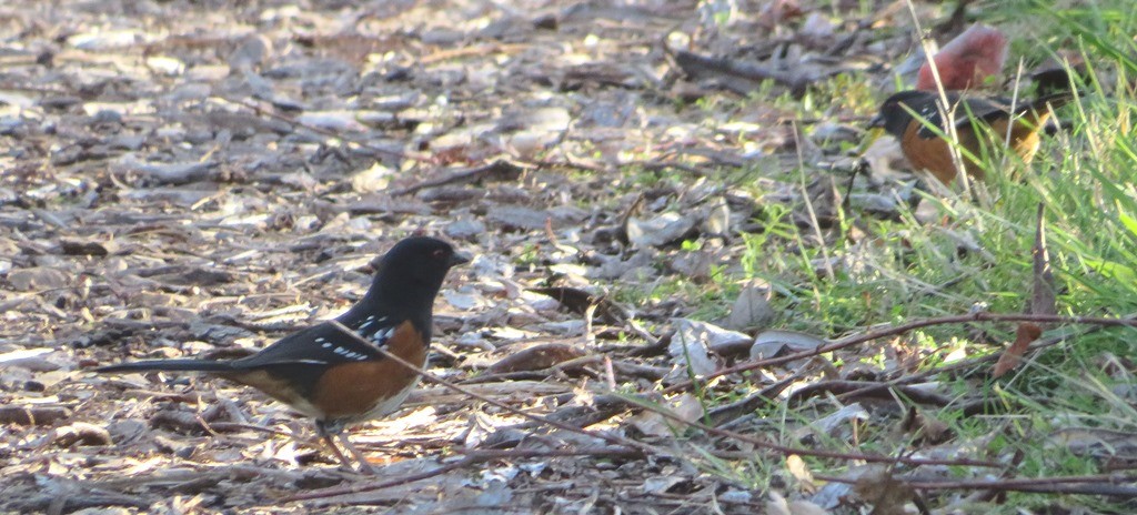 Spotted Towhee - ML615230950