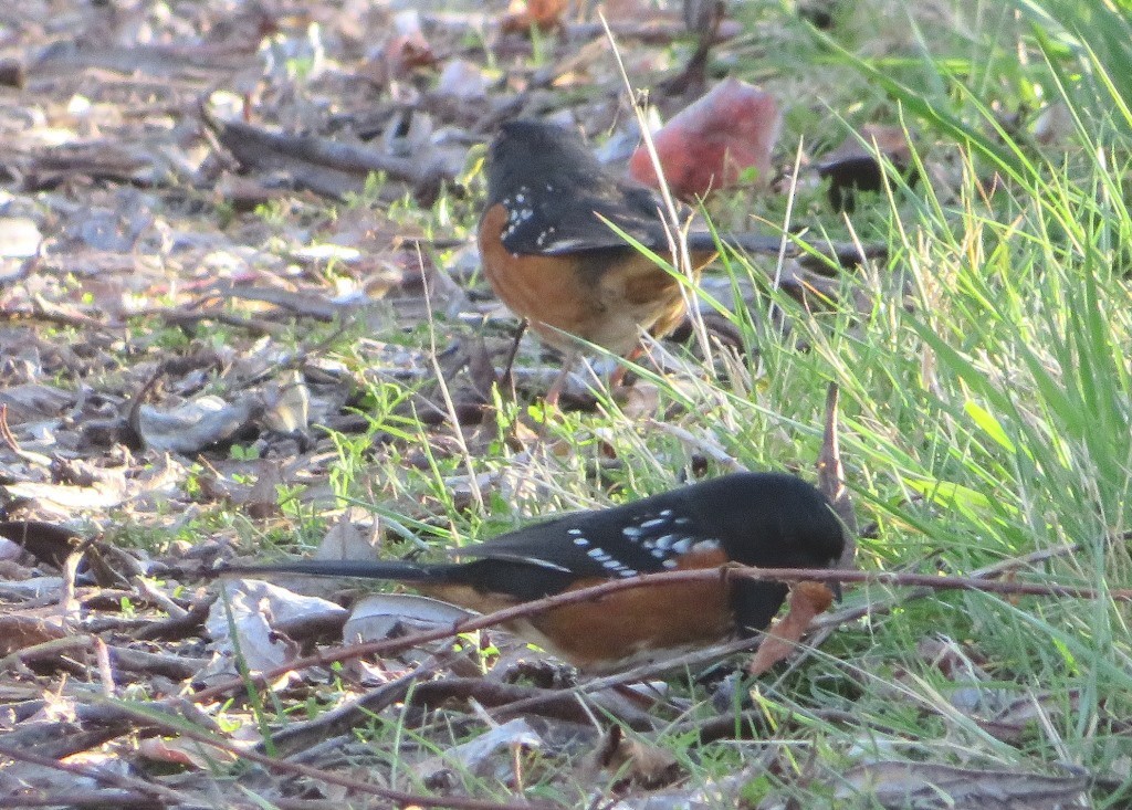 Spotted Towhee - ML615230951