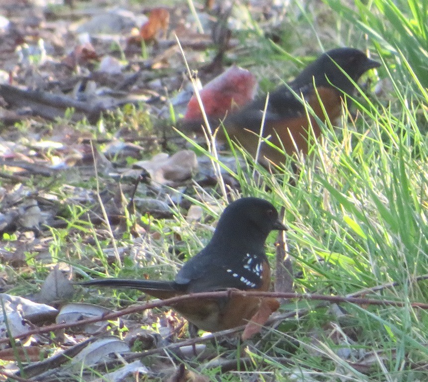Spotted Towhee - ML615230953