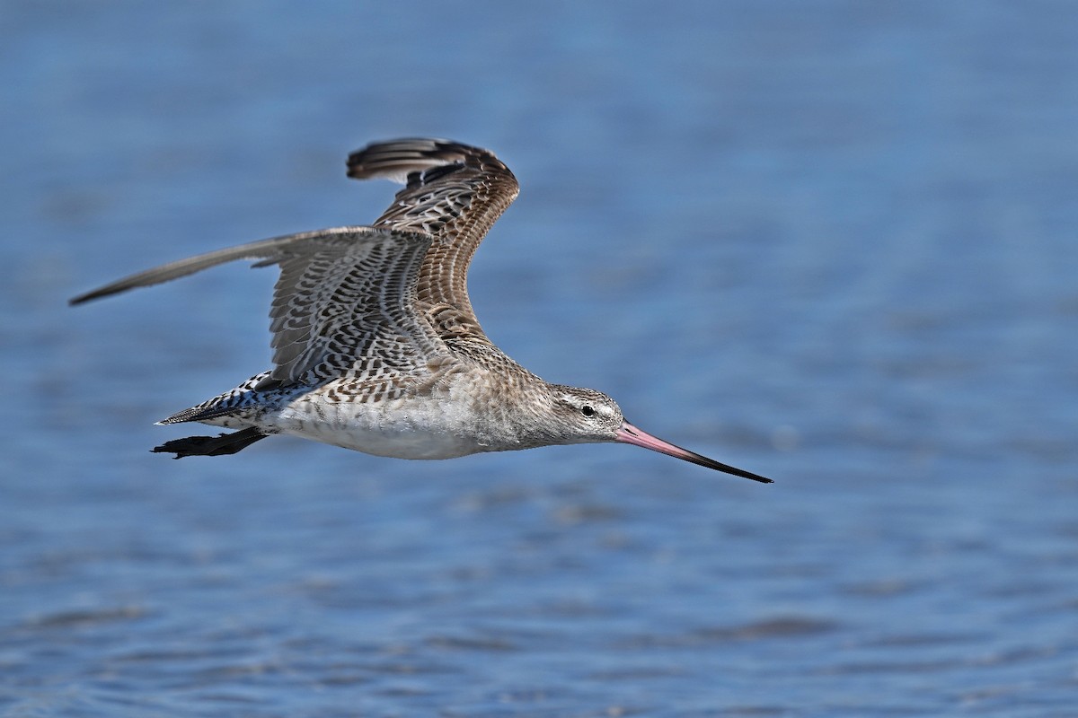 Bar-tailed Godwit - ML615230971