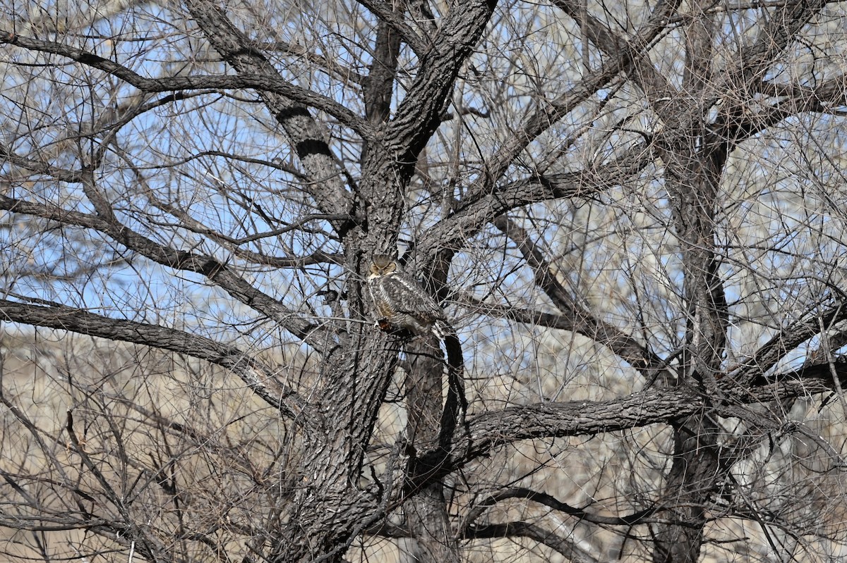 Great Horned Owl - Melissa Marshall