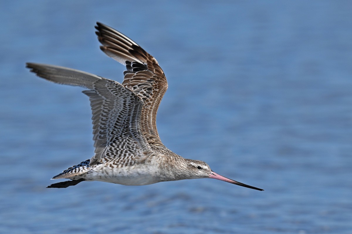 Bar-tailed Godwit - ML615230979