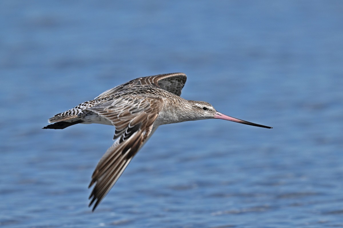 Bar-tailed Godwit - ML615230984