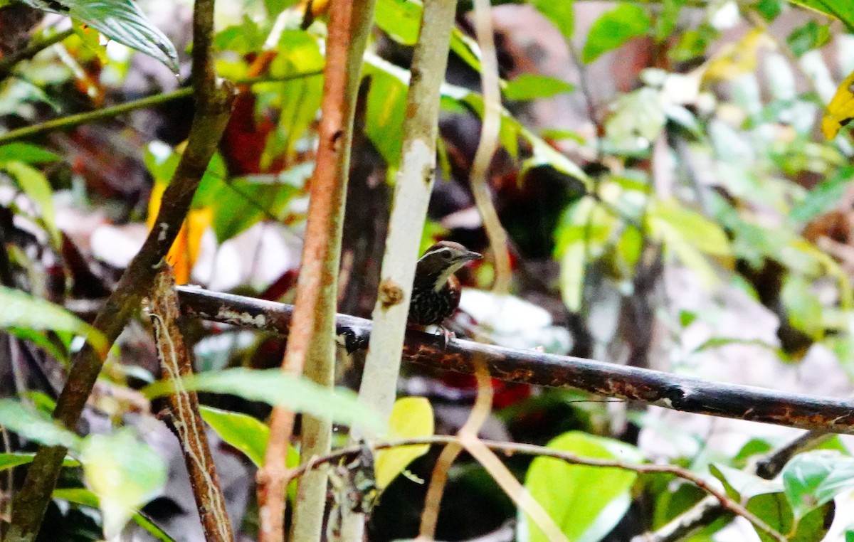 Striated Wren-Babbler (mindanensis/basilanica) - ML615231051