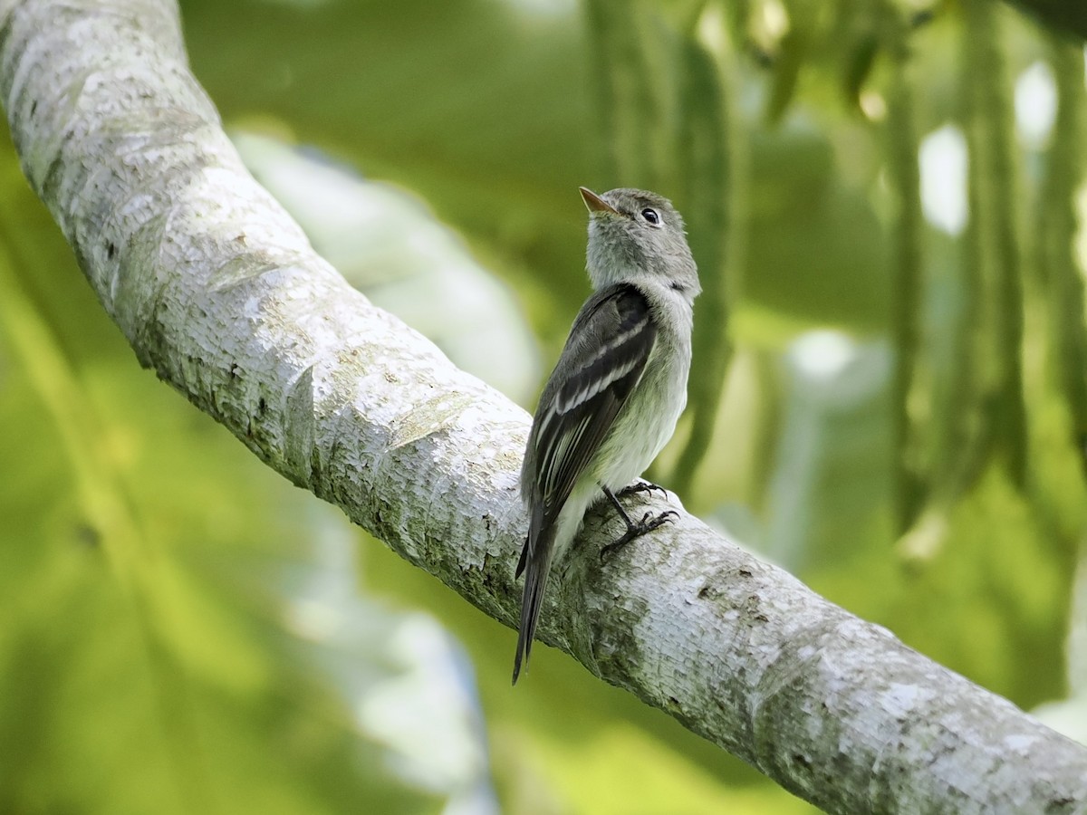 Hammond's Flycatcher - ML615231123