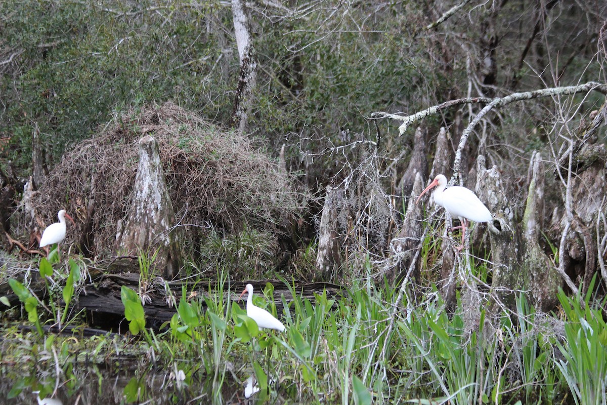 White Ibis - Jack Hutchison