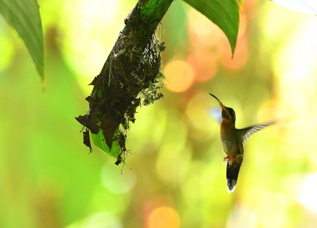 Полосатохвостый колибри-отшельник - ML615231204