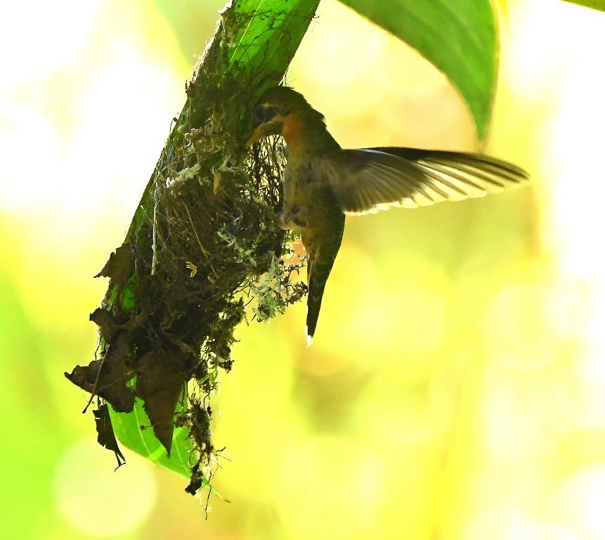 Полосатохвостый колибри-отшельник - ML615231205