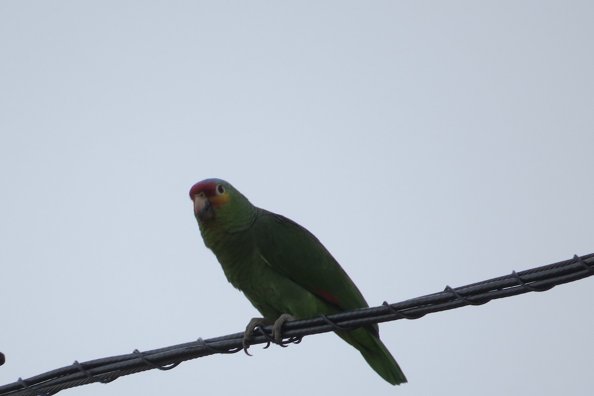 Red-lored Parrot - ML615231230