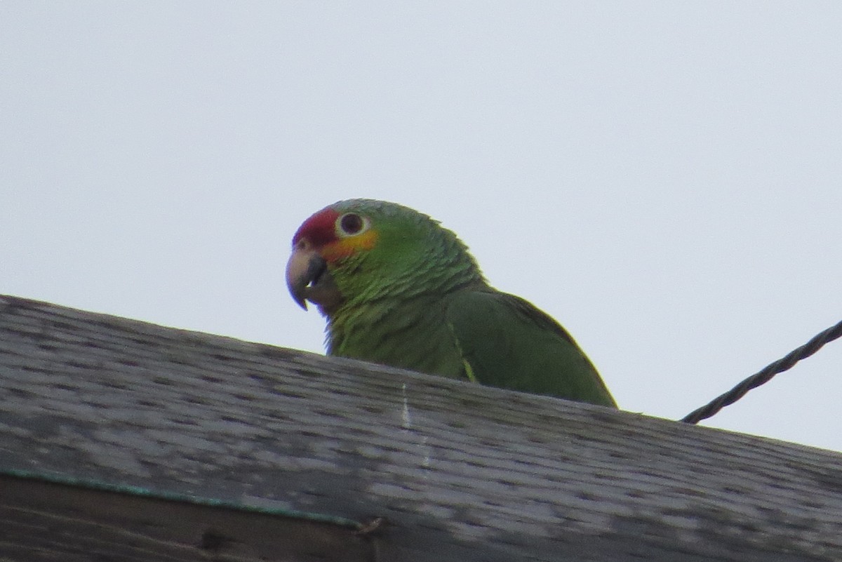 Red-lored Parrot - ML615231231