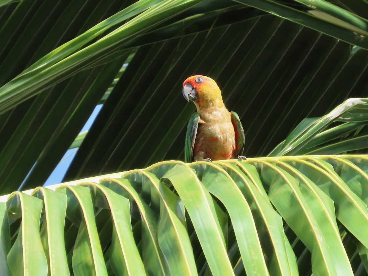 Golden-capped Parakeet - ML615231246