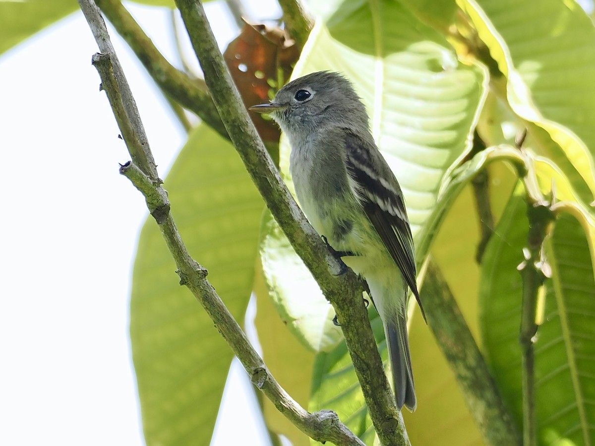 Hammond's Flycatcher - ML615231256