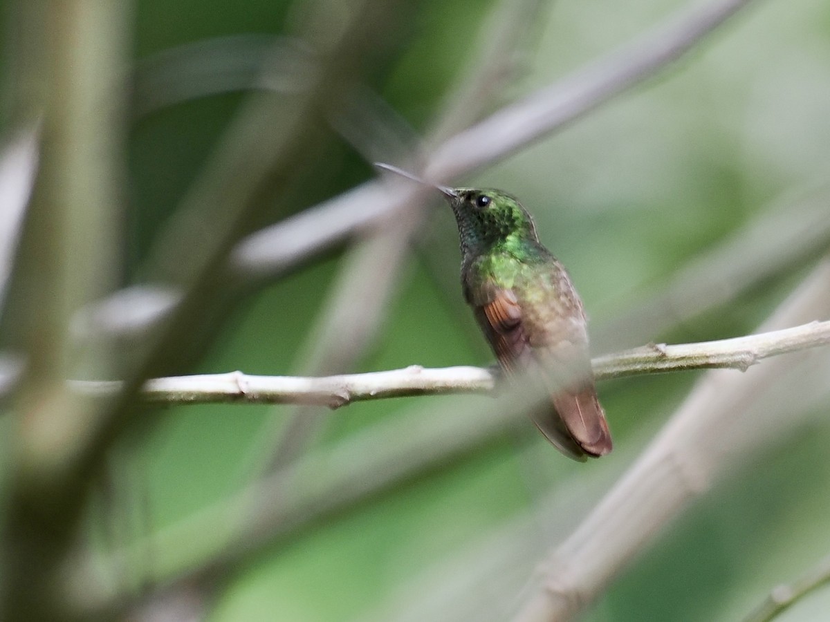 kolibřík mexický - ML615231315