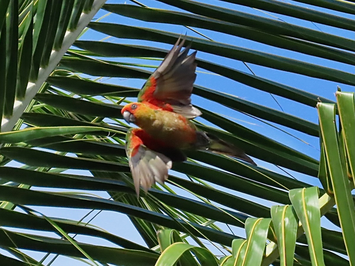 Golden-capped Parakeet - ML615231318