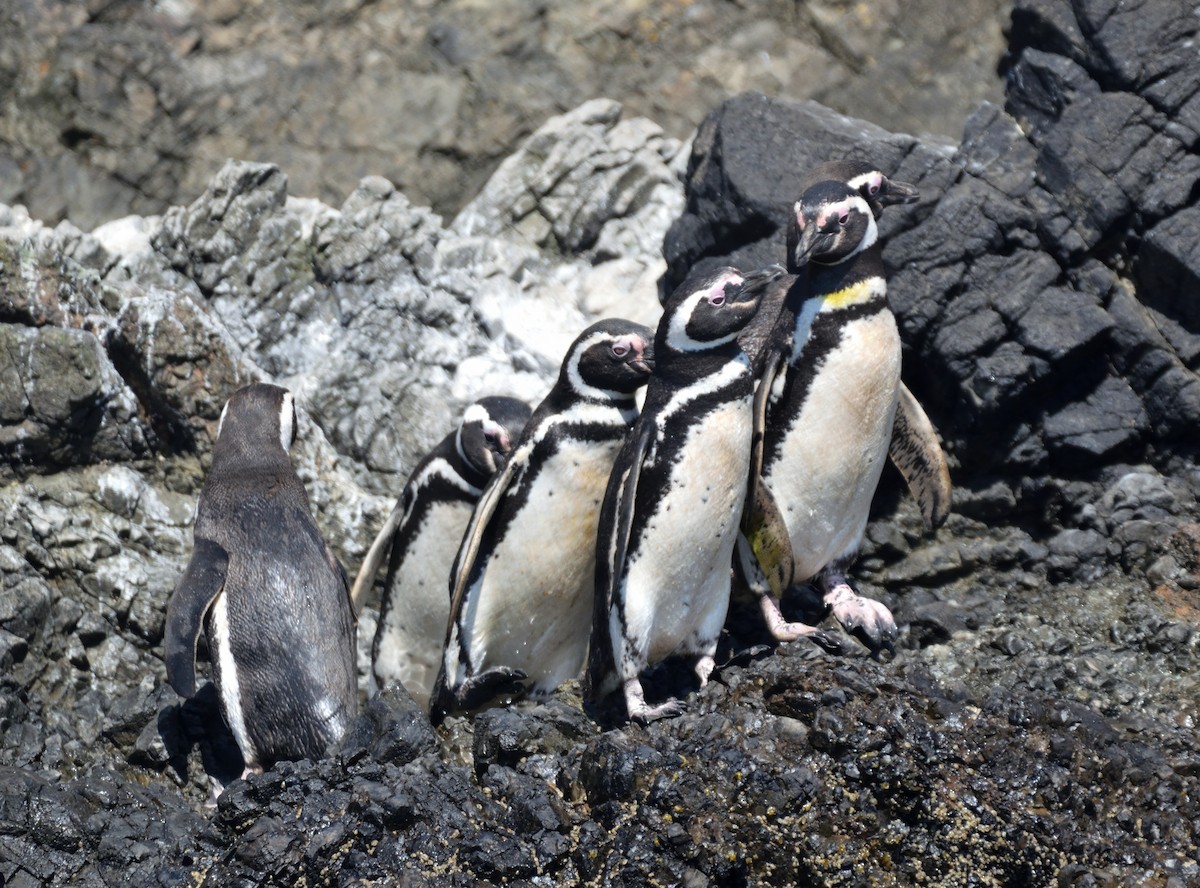 Magellanic Penguin - ML615231343