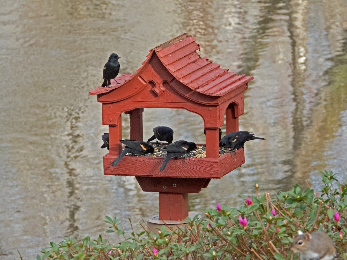 Red-winged Blackbird - ML615231360