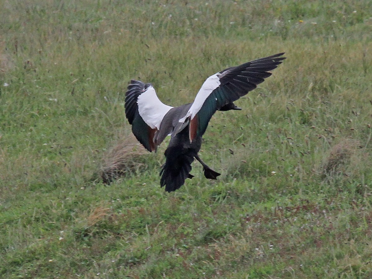 Paradise Shelduck - ML615231364