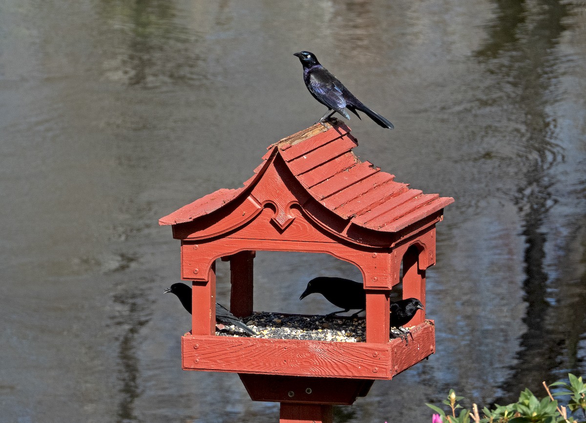 Common Grackle - ML615231367