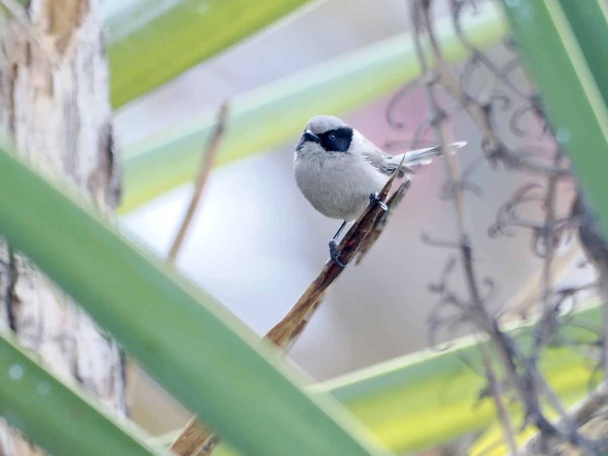 Bushtit (melanotis Group) - ML615231411