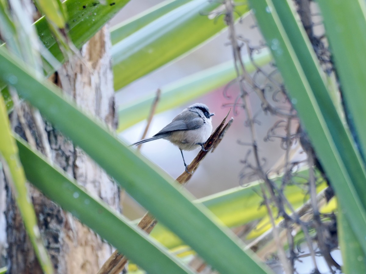 Bushtit (melanotis Group) - ML615231412