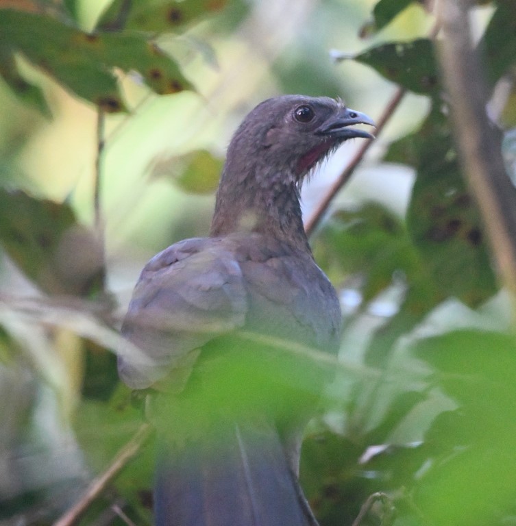 Gray-headed Chachalaca - Steve Davis