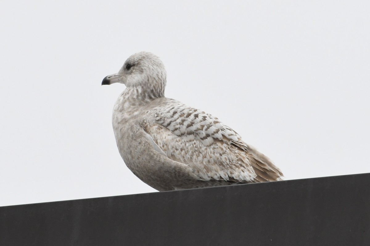 gull sp. - ML615231440