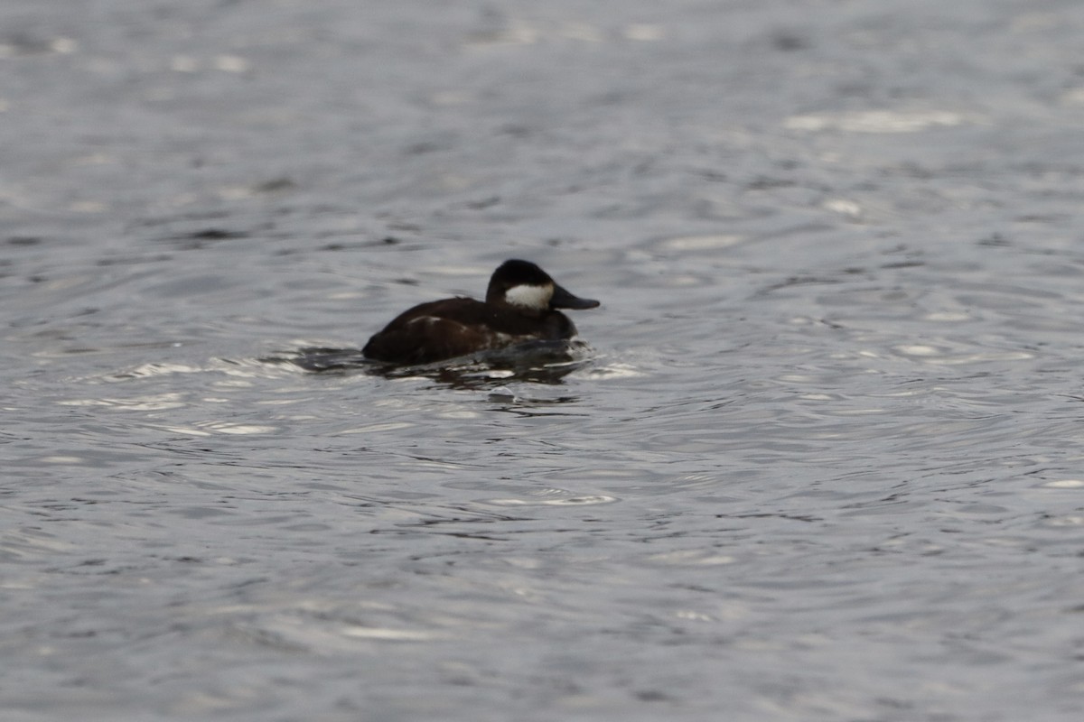 Ruddy Duck - ML615231442