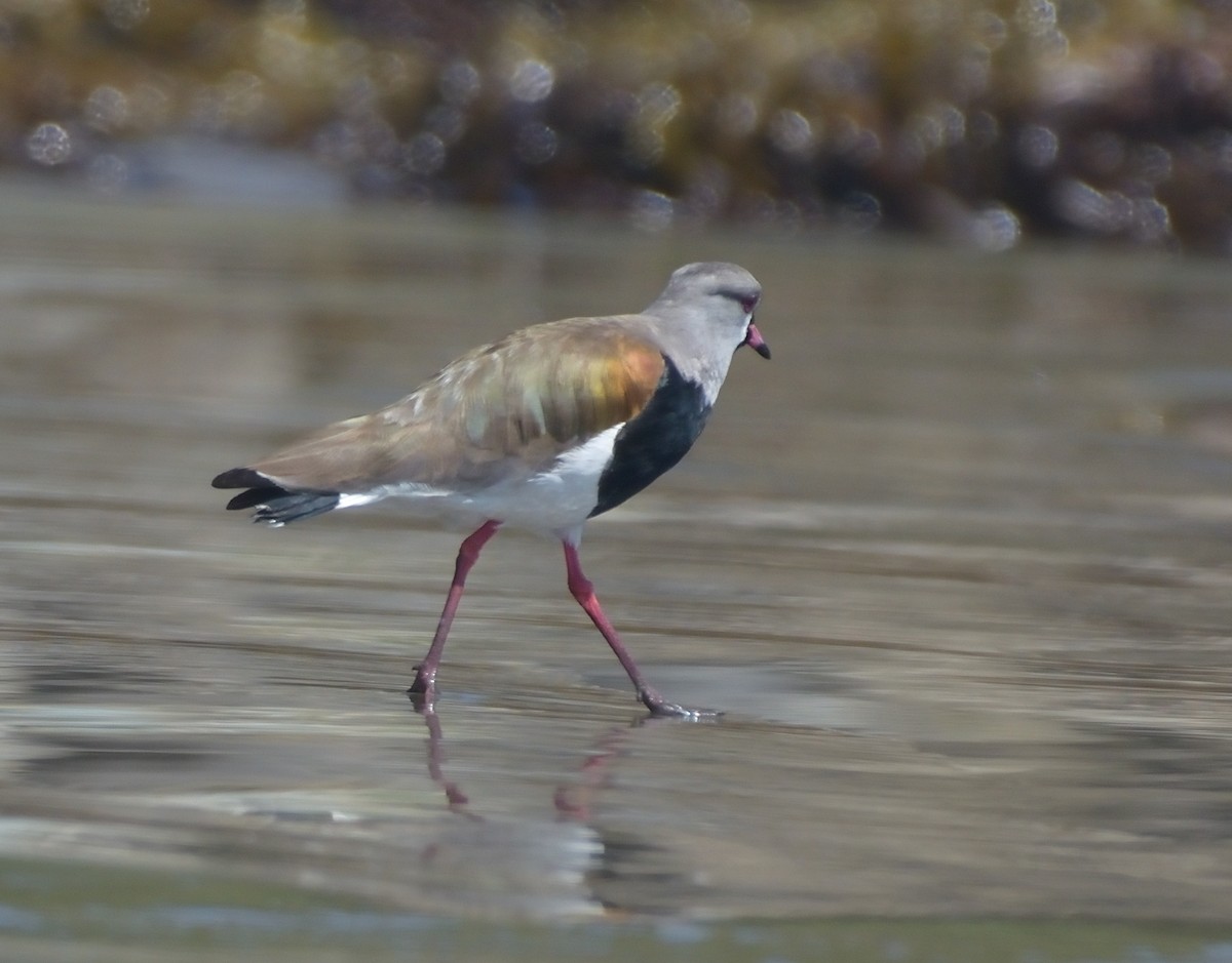Southern Lapwing - ML615231456