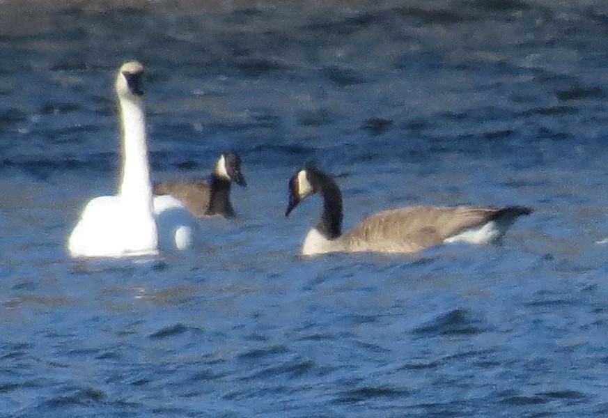 Canada Goose - ML615231463