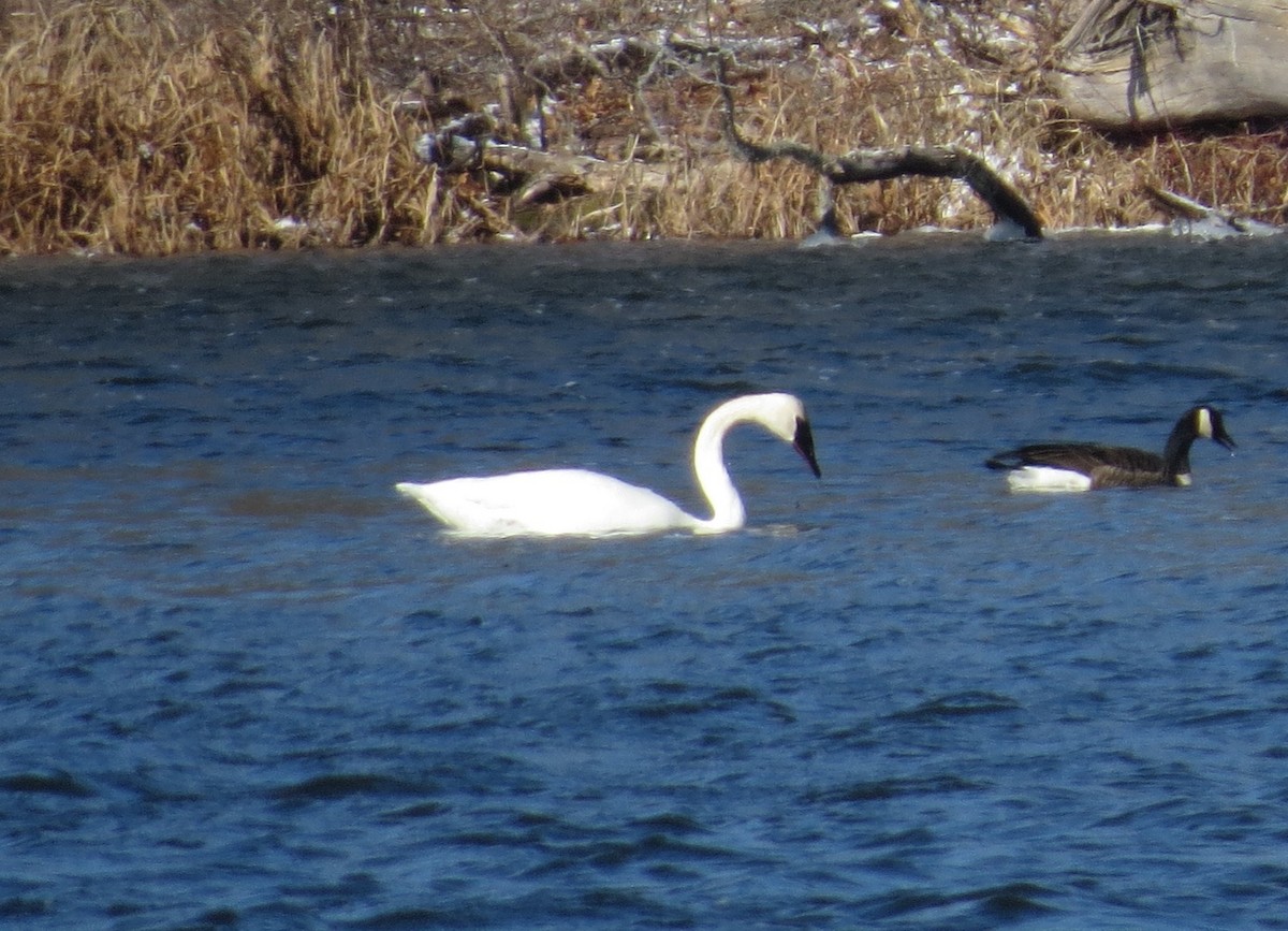 Trumpeter Swan - ML615231467