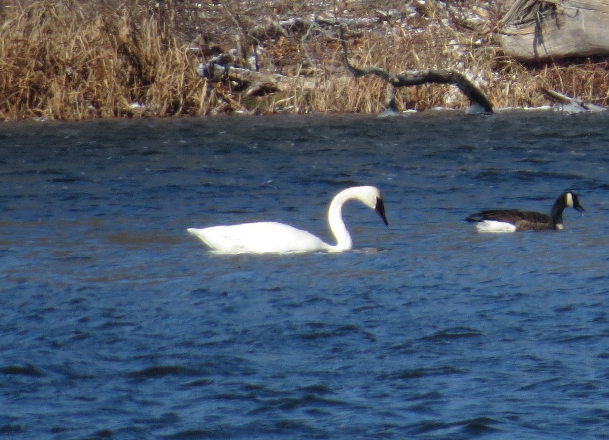 Trumpeter Swan - ML615231467