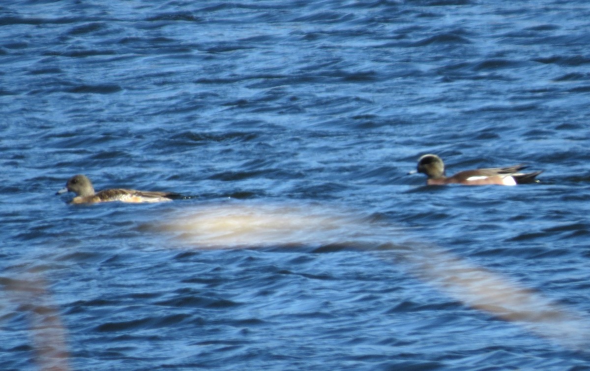 American Wigeon - ML615231471