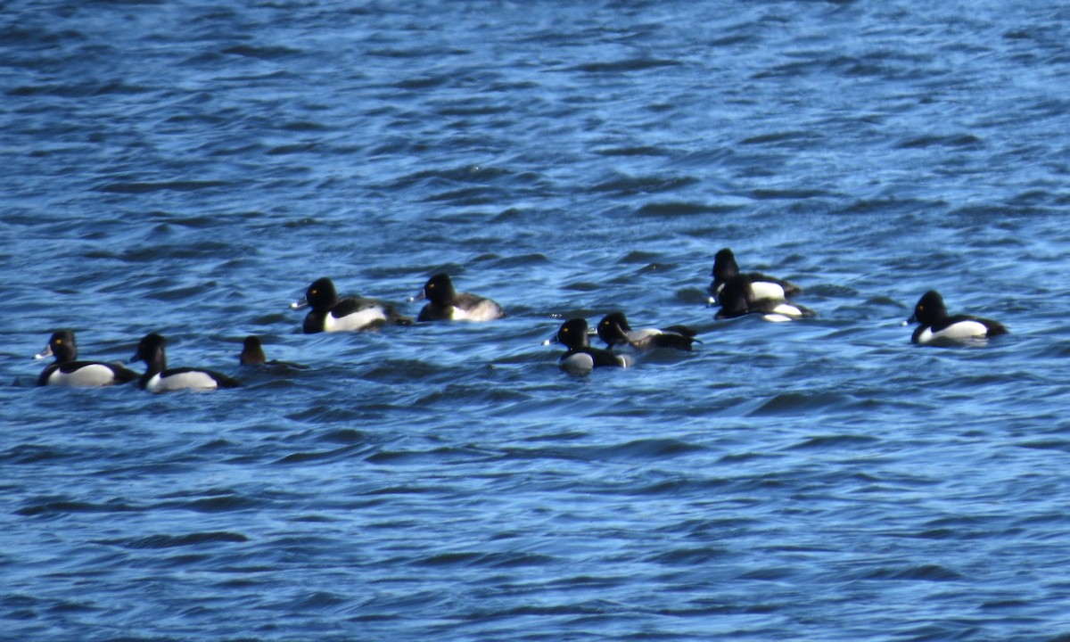 Ring-necked Duck - ML615231482