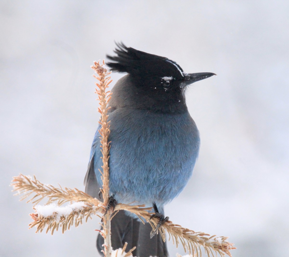 Steller's Jay - ML615231487