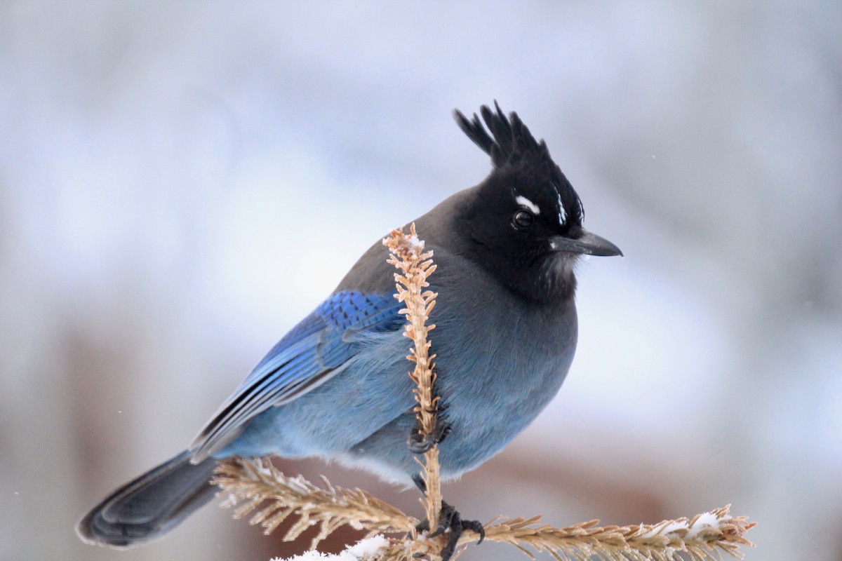 Steller's Jay - ML615231488