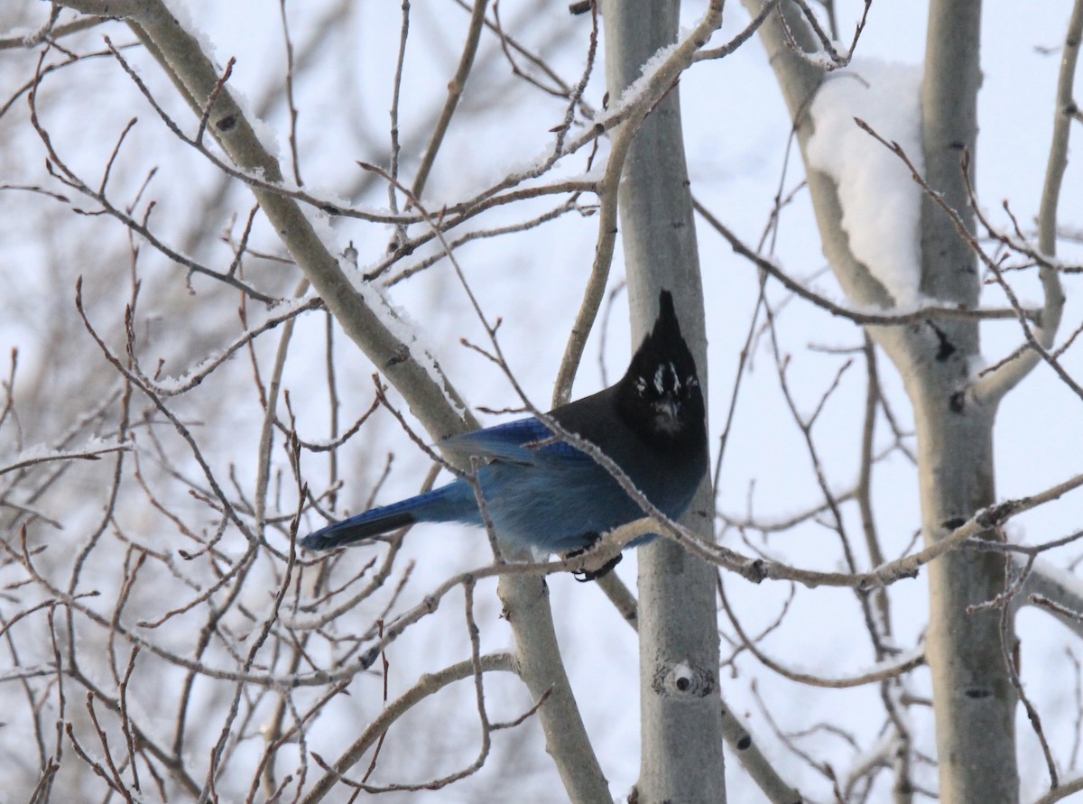 Steller's Jay - ML615231489