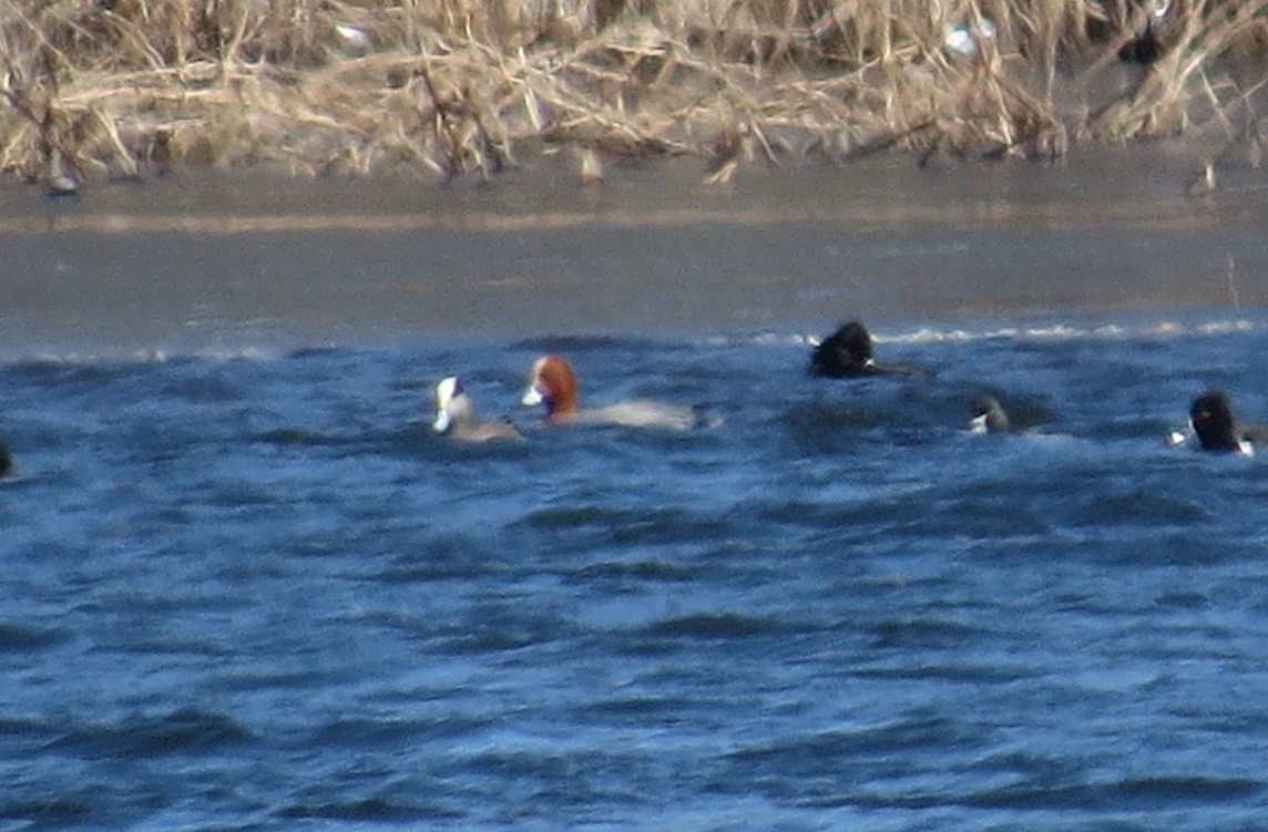 Eurasian Wigeon - ML615231523