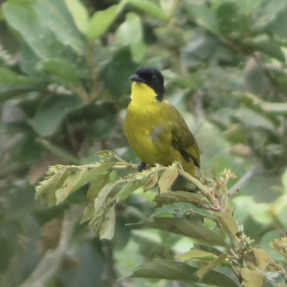 Black-capped Bulbul - Amanda Johnston