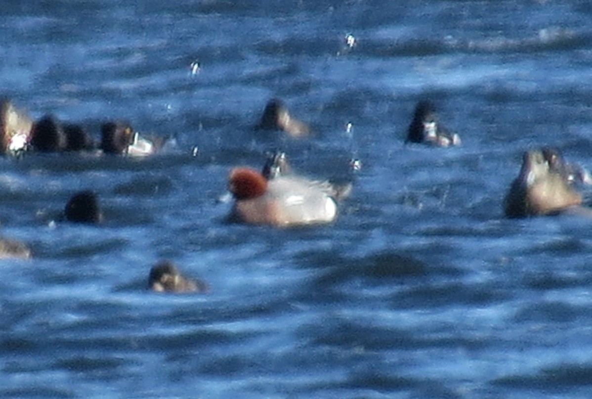 Eurasian Wigeon - ML615231527