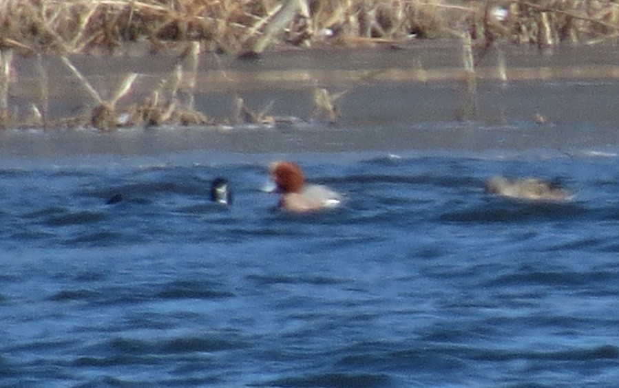 Eurasian Wigeon - ML615231529